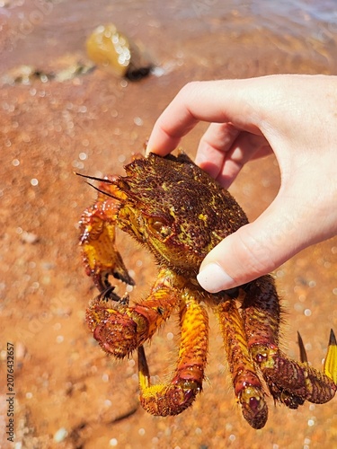 фотографія Close-up of a European spider crab, Maja squinado, or Mediterranean spider crab, held in a hand against a background of rocks