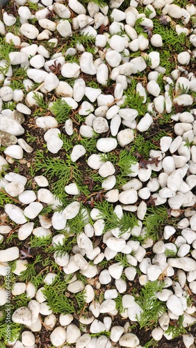 Tableau sur toile arborvitae leaves, biota leaves, white landscaping gravel, white gravel, simple