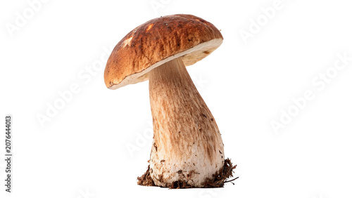 Fotografija Single wild porcini mushroom boletus edulis isolated on a transparent background