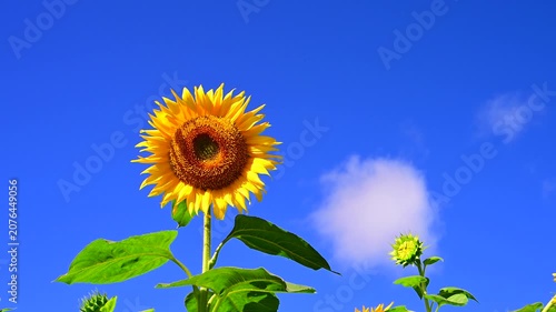 夏の青空に満開のひまわりの花
