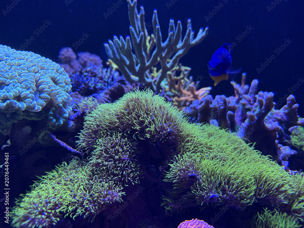 Fototapeta premium Coraux colorés et poissons tropicaux dans un aquarium.
