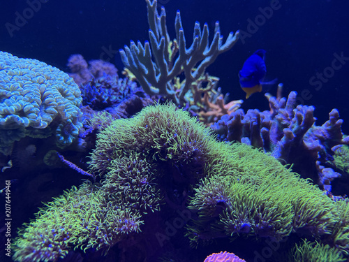 Coraux colorés et poissons tropicaux dans un aquarium.