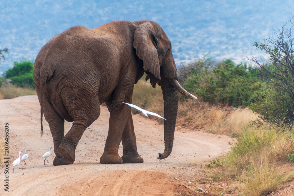 Fototapeta premium Telephoto of an African Elephant -Loxodonta Africana- walking across a dirt road and chased by little egrets in the Samburu National Reserve, Kenya