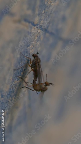 Mosquitoes mating on rough surface macro slow motion