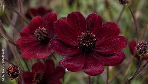 Macro Close Up of Chocolate Cosmos Flowers, Deep Dark Red Burgundy Atrosanguineus Wildflower Blooms Garden Background