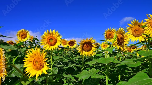 夏の青空に満開のひまわりの花