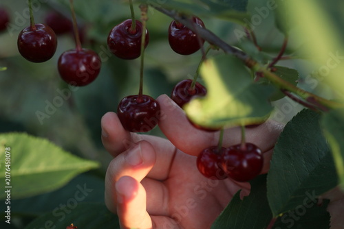 Close-up of a hand picking ripe red cherries from a tree branch