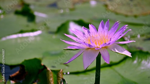 A single purple lotus flower is located on the right side of the daytime video frame.