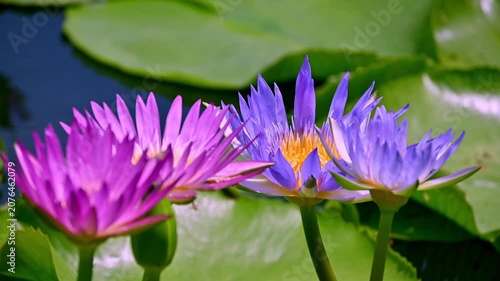 Four beautiful lotus plants, one with dark purple and one with light purple petals.