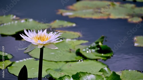 A single white lotus flower sits on the surface of the water.