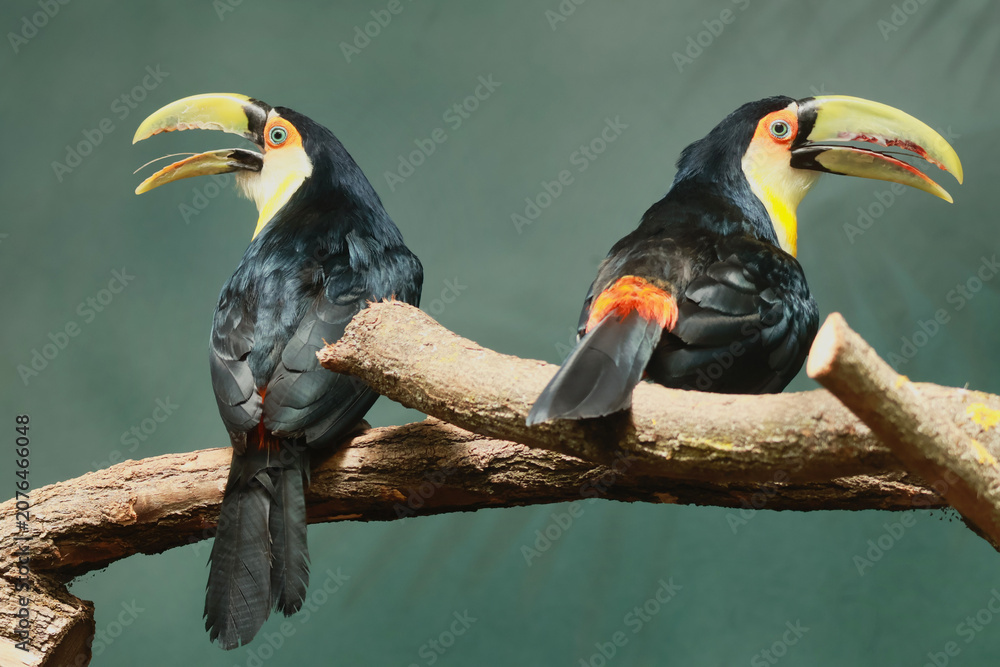Fototapeta premium a pair of toucans