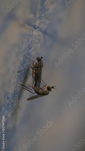 Mosquitoes mating on rough surface macro slow motion