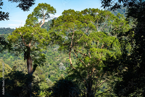 Foto Majestic emergent dipterocarp trees towering over a lush tropical rainforest can