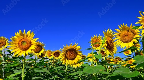 夏の青空に満開のひまわりの花