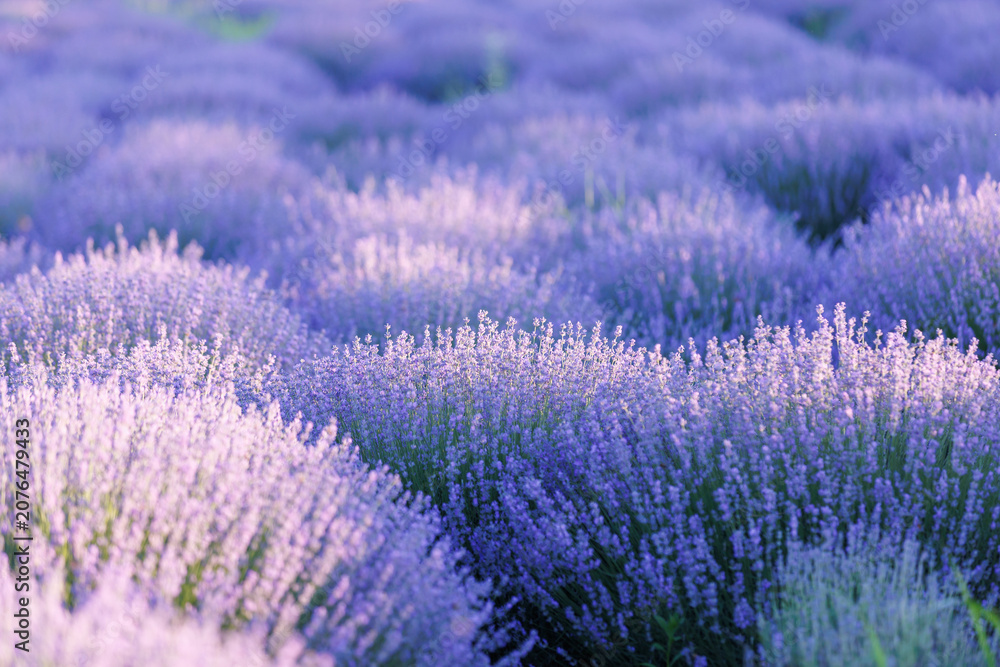 Obraz premium Soft focus purple lavender field in bloom at golden hour with copy space.