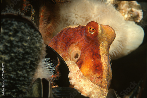 Vászonkép California octopus looks out from lair.