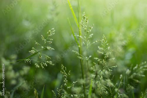 Detailed macro shot of blooming wild grass stems on a green meadow with soft blurred background during bright spring day.
