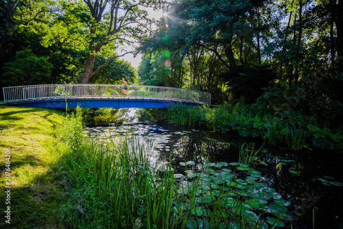 Trough Summer Forest