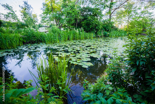 Water Lilies