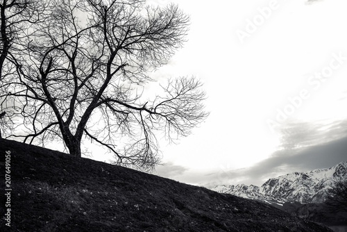 Obraz na płótnie Black and white landscape featuring a leafless tree silhouetted on a grassy hil