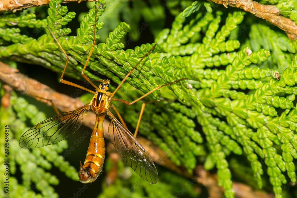 Fototapeta premium Tiger Crane Fly - Nephrotoma spp.