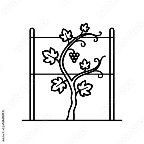 Foto Grapevine plant with leaves and grapes.