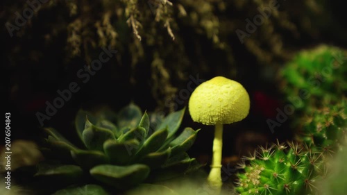 Yellow mushroom growing beside succulent and cactus in terrarium. Macro nature footage with insects moving around. Forest microhabitat ecosystem concept. Design for documentary