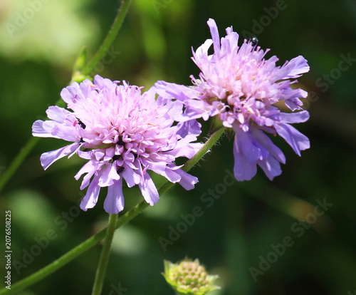 In nature, field scabious (Knautia arvensis) grows among grasses