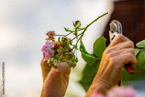 Photography Senior hands pruning rose bush in blooming garden