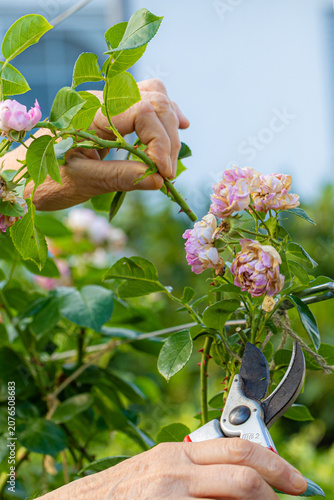 Konstfotografi Senior hands pruning rose bush in blooming garden