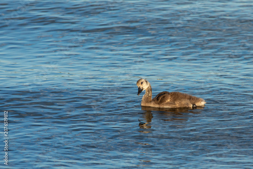 Canada Goose Gosling Swimming on the Arthur Kill in New Jersey