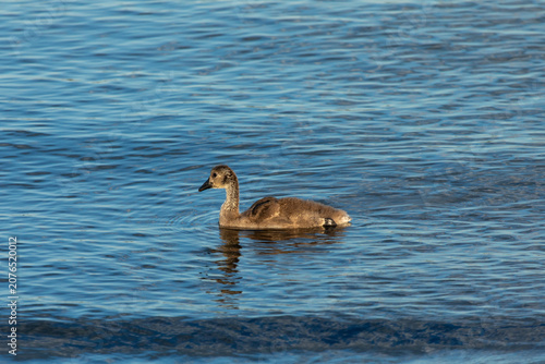 Canada Goose Gosling Swimming on the Arthur Kill in New Jersey
