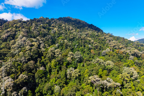 Aerial view of a lush tropical rainforest canopy on a mountain slope under a blue sky