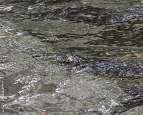Foto A Checkered keelback