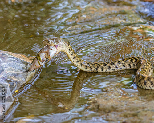 Obraz na plátne A Checkered keelback Snake