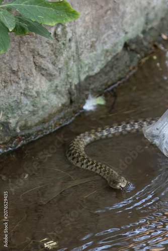 Foto A Checkered keelback
