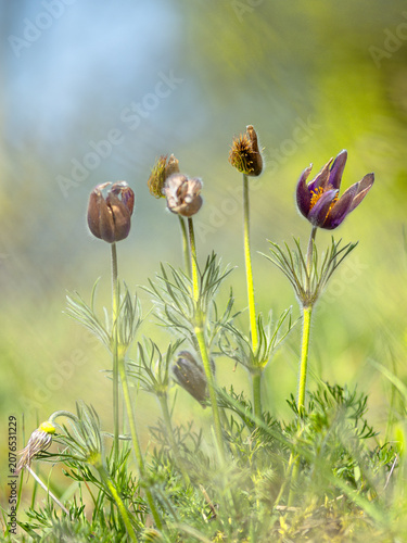 Foto Pasque flowers blooming in a spring meadow