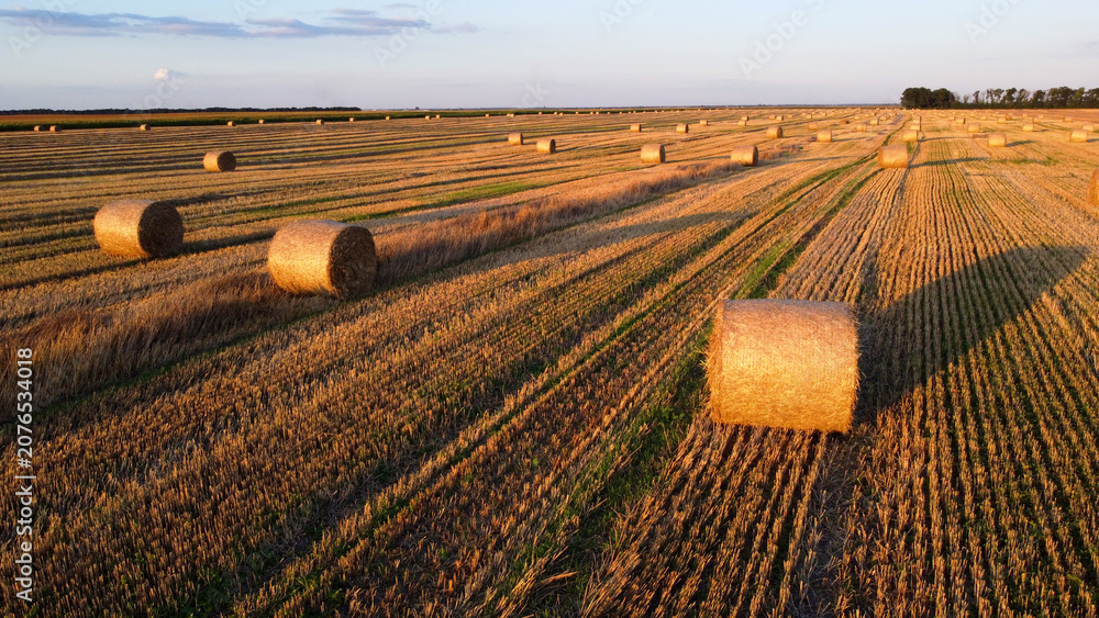 Obraz premium Many bales of wheat straw twisted into rolls with long shadows after wheat harvest lie on field during sunset sunrise. Flying over straw bales rolls on field. Aerial drone view. Agricultural landscape