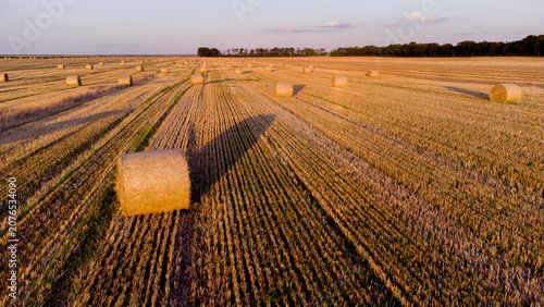 Foto Many bales of wheat straw twisted into rolls with long shadows after wheat harvest lie on field during sunset sunrise
