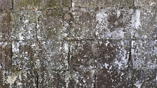 Close-up of a moss-covered cement brick wall with a young green plant emerging from a crack, showcasing weathering, resilience, natural textures, and urban environmental growth.
