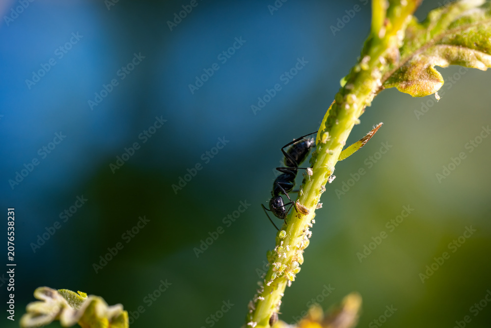 Fototapeta premium Black ant tending a colony of aphids on a plant stem, farming for honeydew, insect behaviour, macro, Bulgaria