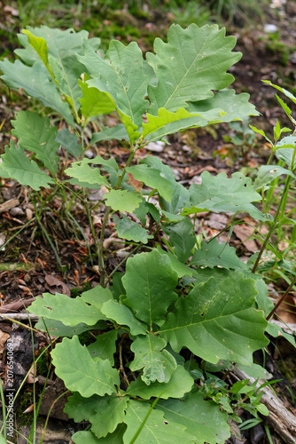 Young green oak tree seedling growing in the forest ground soil close up screenshot  .
