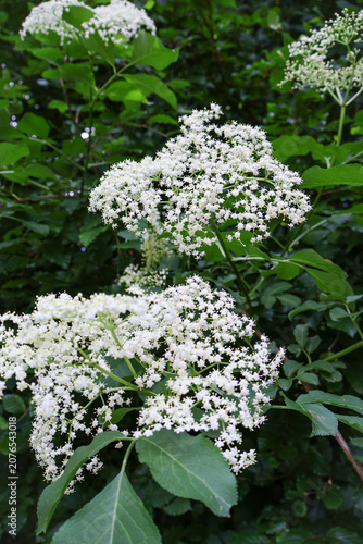 Organic medicinal herbs concept with blooming elderberry bush, Summer nature background with fresh blooming elderflower tree  .