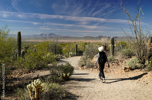 A visitor at the Arizona-Sonora Museum near Tucson, Arizona walks a trail under a blue sky in the desert park with a view of cacti and distant mountains.