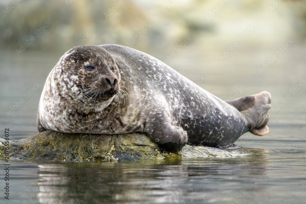 Naklejka premium Ringed seal in Svalbard