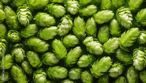 Close Up Background Of Fresh Green Beer Hops