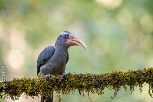 A rare Malabar Grey Hornbill perched on a green, moss-covered tree branch in its natural jungle habitat. This exotic, casque-less grey bird is endemi