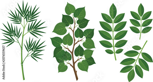 Green tree leaves vector set with bamboo stalk linden branch and pinnate ash tree leaf stems for botanical nature infographics