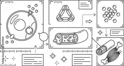 Hematology cell biology vector interface set with microscopic blood vessel stem cells bone marrow biopsy and muscle tissue icons for medical infographic design