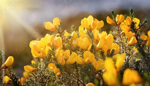 Yellow Gorse Flowers Blooming In Soft Spring Sunshine